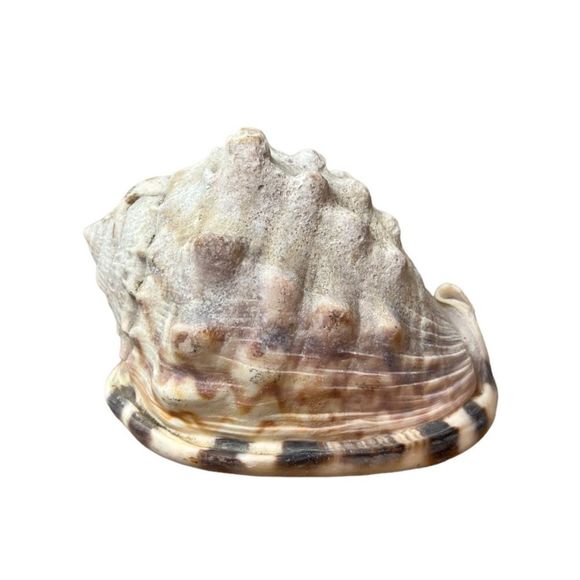 HELMET SNAIL SEASHELL CYPRAECASSIS RUFA SEA SHELL CONCH APPROX. 5" X 4" X 3.5"
